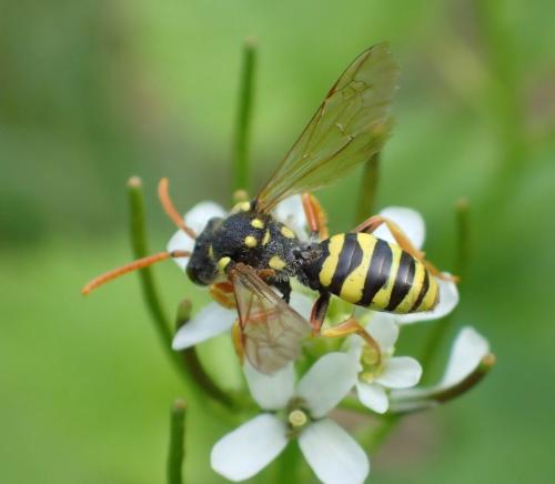 Nomada goodeniana